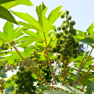 Ricino - foglie verdi - Aspetto tropicale, decorazione imponente - Ricinus communis