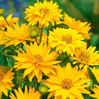 Heliopsis scabra - Fiori dorati dall’estate all’autunno - Heliopsis scabra - Semi Premium