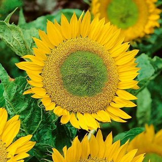 Girasole - Green Hobbit - Crescita rapida e alta produttività - Helianthus annuus - Busta Grande - 100 g