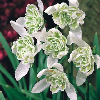 Galanthus doppio - Crea un pittoresco tappeto di primavera - 3 bulbi