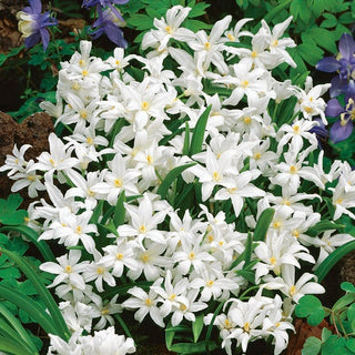 Chionodoxa luciliae - Alba - Fascino naturale della prima primavera - 10 bulbi