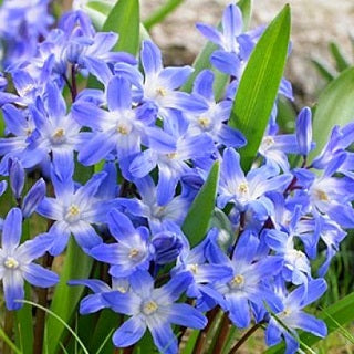 Chionodoxa forbesii - Stellina blu da giardino - 10 bulbi