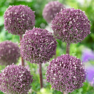 Allium - Summer Drummer - Ideale per bouquet secchi