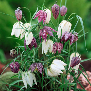 Fritillaria meleagris - Leggera e affascinante - 5 bulbi