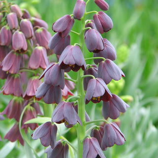 Fritillaria persica - Fiori che catturano lo sguardo