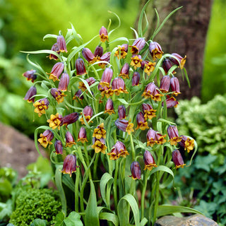 Fritillaria uva-vulpis - Fiori eleganti dal colore intenso - 5 bulbi