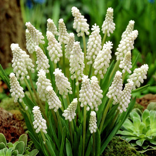 Muscari - Classico in stile moderno - 5 bulbi