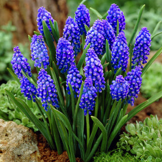 Muscari armeniacum - Resistente al gelo e molto durevole - 10 bulbi