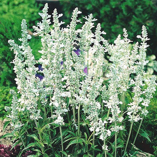 Salvia farinacea - White Bedder - Decorativa e resistente alla siccità - Salvia farinacea
