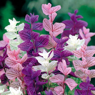 Salvia horminum - Multicolore e aromatica ornamentale per aiuole - Salvia horminum