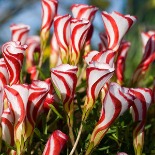 Oxalis - Versicolor - Boccioli luminosi in miniatura - 2 bulbi