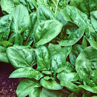 Spinach Matador - Large, Dark Green Leaves, Excellent for Freezing, Winters Well - Spinacia oleracea - Premium Seeds