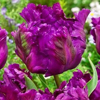 Tulipano - Negrita Parrot - Tulipa - Petali pappagallo - Raffinatezza unica - 5 bulbi