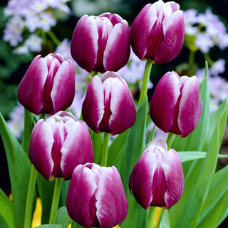 Tulipano - Arabian Mystery - Tulipa - Viola misterioso tra i fiori - 5 bulbi