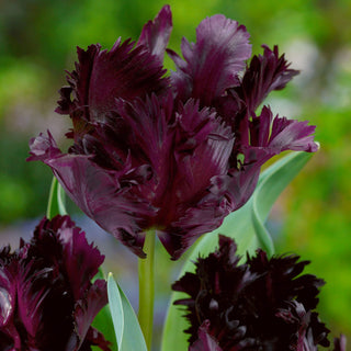 Tulipano - Black Parrot - Tulipa - Tulipano dalla forma particolare - 5 bulbi