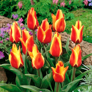 Tulipano - Cape Cod - Tulipa - Fiore ideale per ogni giardino - 5 bulbi
