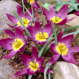 Tulipano botanico - Eastern Star - Tulipa - Tocco di colore in ogni vaso - 5 bulbi