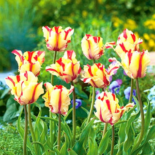Tulipano - Flaming Parrot - Tulipa - Crea composizioni di gruppo vivaci - 5 bulbi