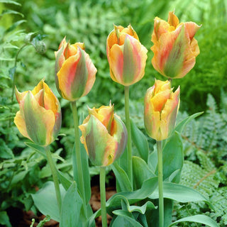 Tulipano - Golden Artist - Tulipa - Eleganza e praticità in uno - 5 bulbi