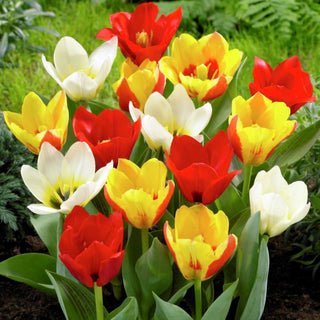 Tulipano botanico - Miscela di colori - Tulipa - Tulipani bassi, colori intensi - 5 bulbi