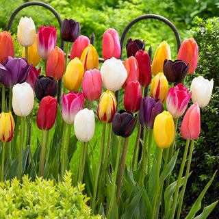 Tulipano - Mix - Tulipa - Armonia e varietà in uno - 5 bulbi