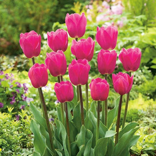 Tulipano - Rosa - Tulipa - Ideale per le piantagioni di gruppo - 5 bulbi