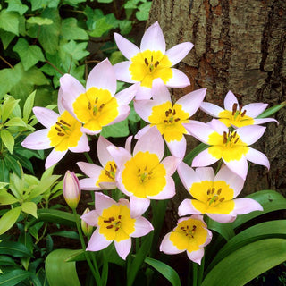 Tulipano - Saxatilis - Tulipa - Pianta rocciosa ornamentale bassa - 5 bulbi