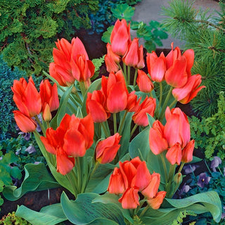 Tulipano - Toronto - Tulipa - Snello, appariscente e poco esigente - 5 bulbi