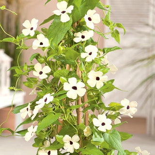 Susanna Dagli Occhi Neri - Bianco - Decorativa, perfetta per balcone e terrazza - Thunbergia alata - Semi Premium