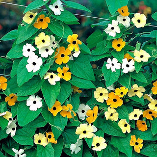Susanna Dagli Occhi Neri - Miscuglio - Facile da coltivare con fusti fino a 3 metri - Thunbergia alata - Semi Premium