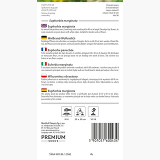 Euforbia marginata - Eccezionalmente ornamentale pianta annuale - Euphorbia marginata