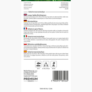 Setaria macrostachya - Spighe floreali vistose, erba ornamentale facile da coltivare - Setaria macrostachya