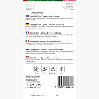 Dalia Nana - Opera - Doppia Miscuglio - Ideale per vasi e bordure - Dahlia pinnata
