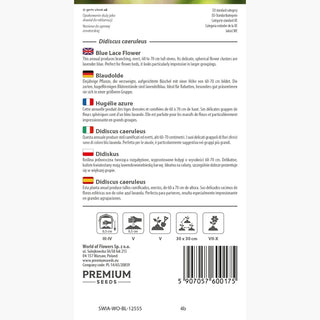 Didiscus caeruleus - Ideale per la semina in gruppo - Didiscus caeruleus