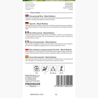 Riso Ornamentale - Black Madras - Decorativa ed elegante per il giardino - Oryza sativa