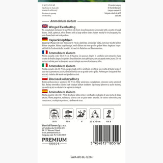 Ammobium alatum - Fiori bianchi e gialli, ideale per bordure e bouquet secchi - Ammobium alatum