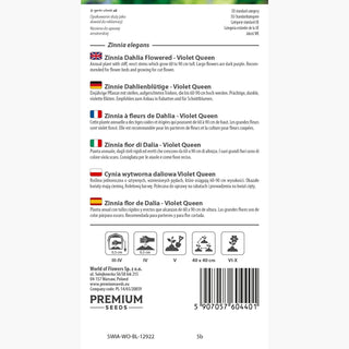 Zinnia fior di Dalia - Violet Queen - Viola regale dal colore intenso - Zinnia elegans