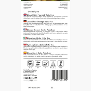 Zinnia fior di Dalia - Polar Bear - Bianco neve, varietà piena - Zinnia elegans