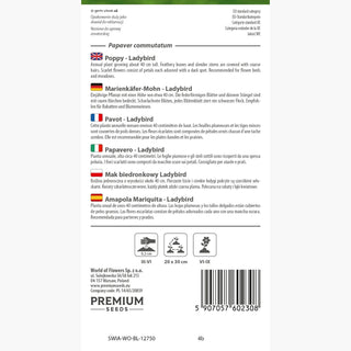 Papavero - Ladybird - Hit unico per il giardino estivo - Papaver commutatum