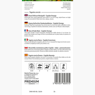 Tagete erecta Nana - Cupido Arancione - Pomponi arancioni soffici - Tagetes erecta