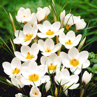 Crocus - Ard Schenk - Pianta annuncio di primavera - 10 bulbi
