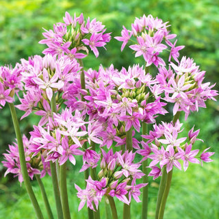 Allium - Eros - Fioritura lunga e abbondante - 10 bulbi