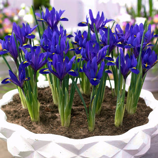 Iris botanici - Blue Hill - Blu reale, accento intenso - 10 bulbi