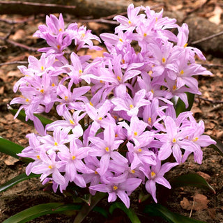 Chionodoxa luciliae - Rose Queen - Risveglio primaverile in rosa - 10 bulbi