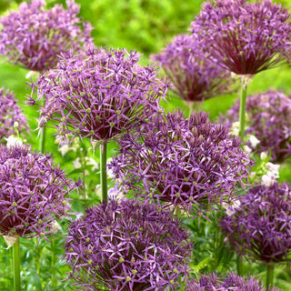 Allium - Metallic Shine - Ideale per bouquet, colore unico