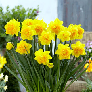 Narciso doppio - Double Sunrise - Narcissus - Perfetto per bouquet di primavera - 5 bulbi