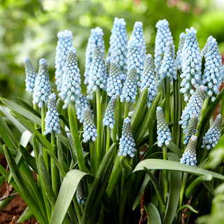 Muscari - Ester - Compatto e molto ornamentale - 10 bulbi