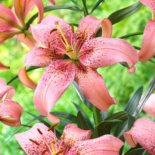 Giglio asiatico - Morpho Pink - Lilium - Accento decorativo per il tuo giardino