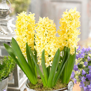 Giacinto - Gipsy Princess - Hyacinthus - Perfetto per aiuole naturali - 3 bulbi