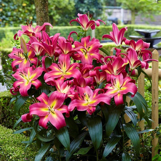 Giglio - Empoli - Lilium - Perfetto per composizioni e bouquet